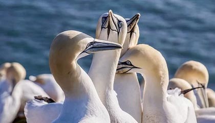 随机特色峡谷峭壁攀岩大赛，勇者的极限突破，攀岩探险