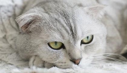 AYX体育官网-法兰克福备战与弗赖堡的比赛，期待取得胜利，法兰克福对费赖堡